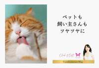 美容気功でネコちゃんの毛並みがツヤツヤに！！